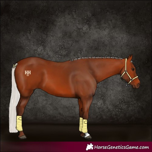 Horse Color:Silver Bay
