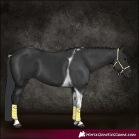 Horse Color:Black Tobiano