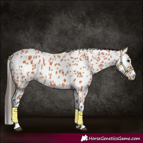Horse Color:Bay Appaloosa