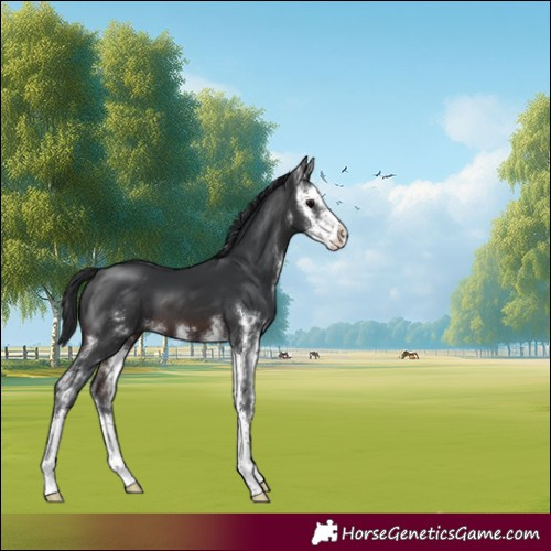 Horse Color:Brown Sabino 