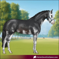 Horse Color:Brown Sabino