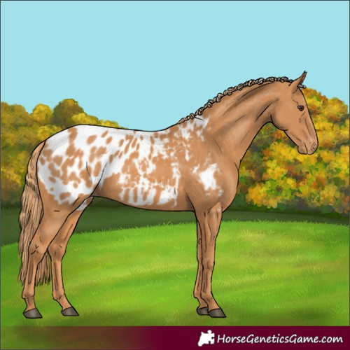 Horse Color:Chestnut Appaloosa 