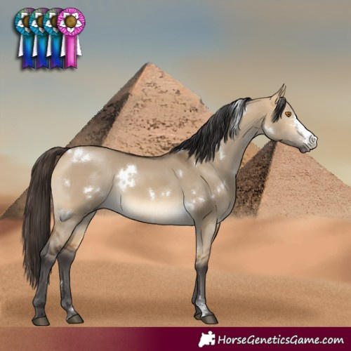 Horse Color:White Spotted Buckskin Dun Sabino