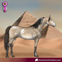 Horse Color:White Spotted Buckskin Dun Sabino