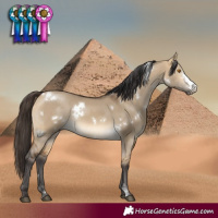 Horse Color:White Spotted Buckskin Dun Sabino 