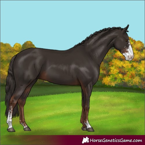 Horse Color:Liver Chestnut Sabino 