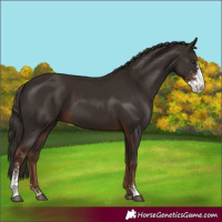 Horse Color:Liver Chestnut Sabino 