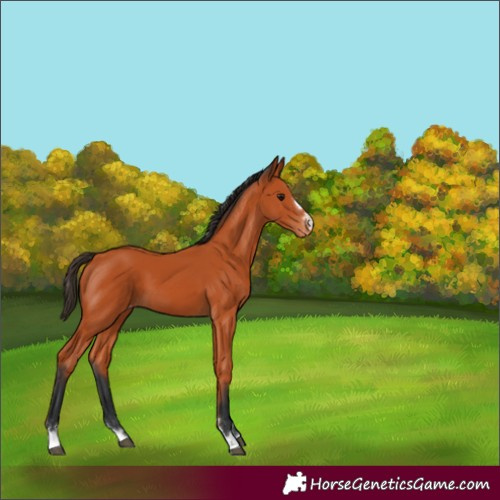 Horse Color:Bay Appaloosa 