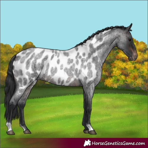 Horse Color:Brown Roan Near Leopard 
