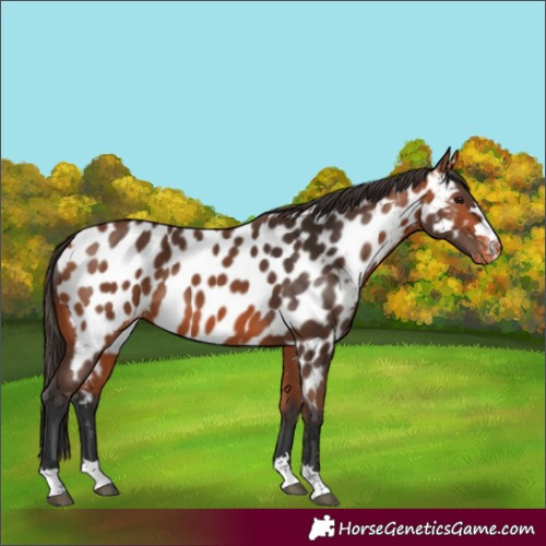 Horse Color:Bay Appaloosa 