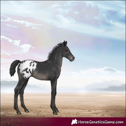 Horse Color:White Spotted Black Appaloosa 