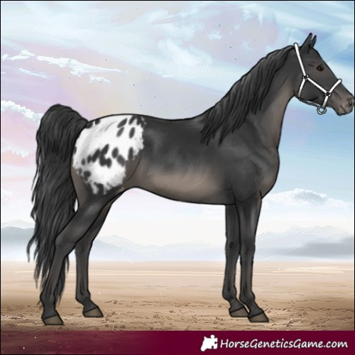 Horse Color:White Spotted Black Appaloosa 
