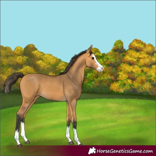 Horse Color:Unknown 
