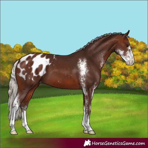 Horse Color:Silver Brown Sabino Appaloosa