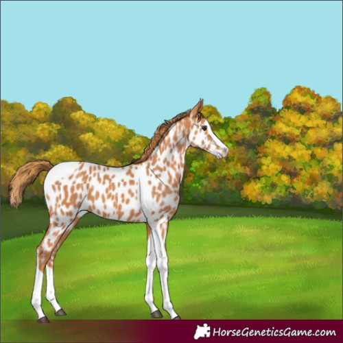 Horse Color:Chestnut Splash Tobiano Appaloosa 
