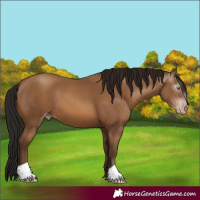 Horse Color:Gray Amber Champagne 