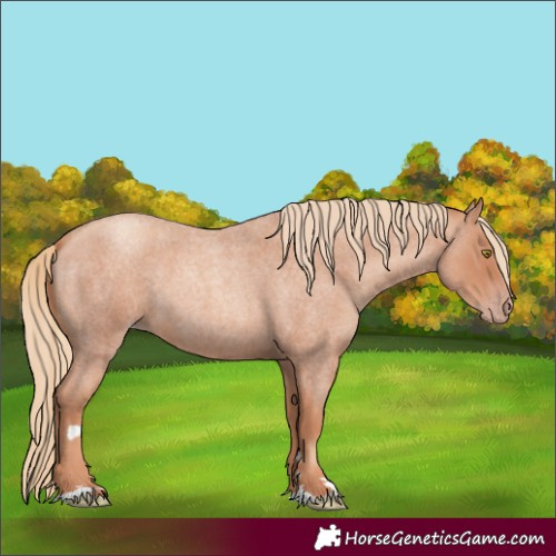 Horse Color:Gold Champagne Roan 