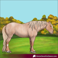 Horse Color:Gold Champagne Roan