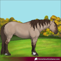 Horse Color:Liver Red Dun 