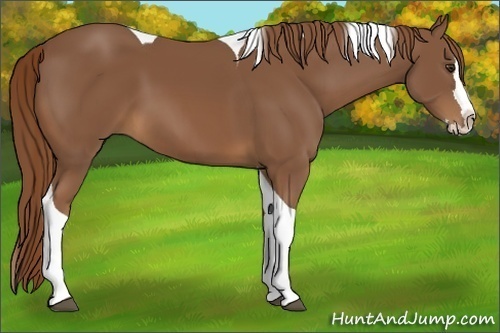 Horse Color:Chestnut Splash Tobiano 