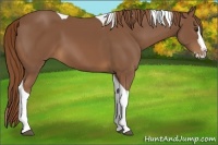 Horse Color:Chestnut Splash Tobiano