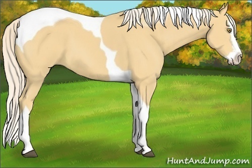 Horse Color:Palomino Splash Tobiano 