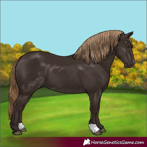 Horse Color:Liver Chestnut 