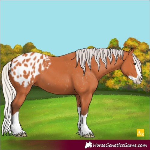 Horse Color:Silver Bay Splash Appaloosa