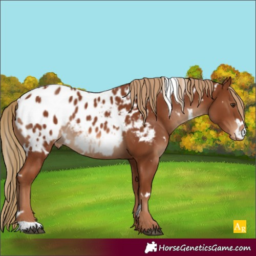 Horse Color:White Spotted Chestnut Appaloosa 