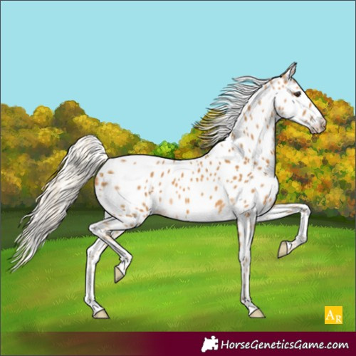 Horse Color:Palomino Appaloosa