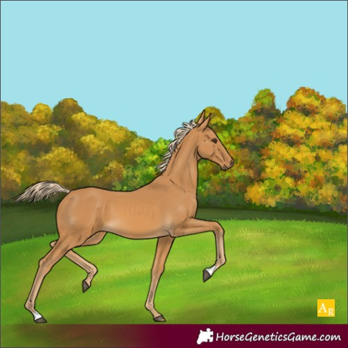 Horse Color:Palomino 