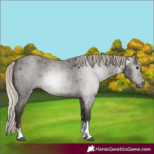 Horse Color:Gray Silver Blue Roan Sabino