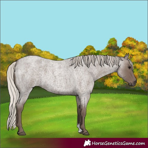 Horse Color:Silver Blue Roan Sabino 