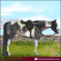 Horse Color:Brown Tobiano 