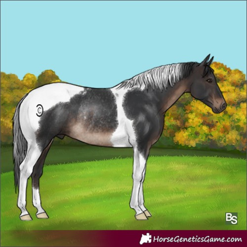 Horse Color:Brown Tobiano Rabicano 