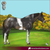 Horse Color:Buckskin Tobiano Frame Rabicano 
