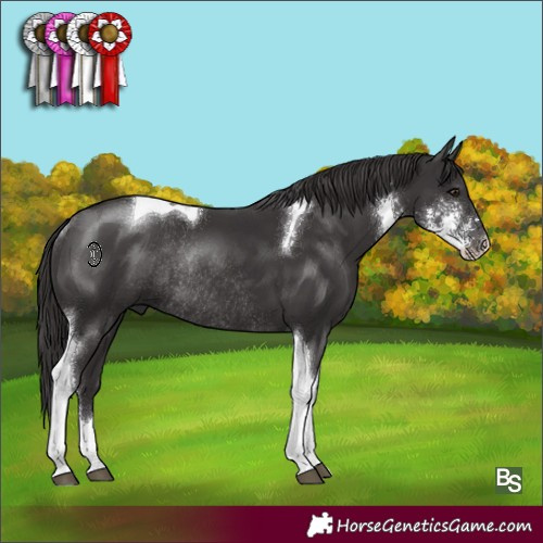 Horse Color:Smoky Black Sabino Tobiano Rabicano