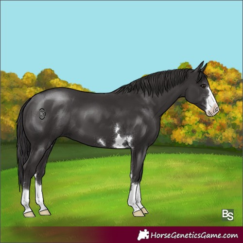 Horse Color:Smoky Black 