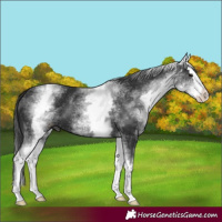 Horse Color:White Spotted Black Splash