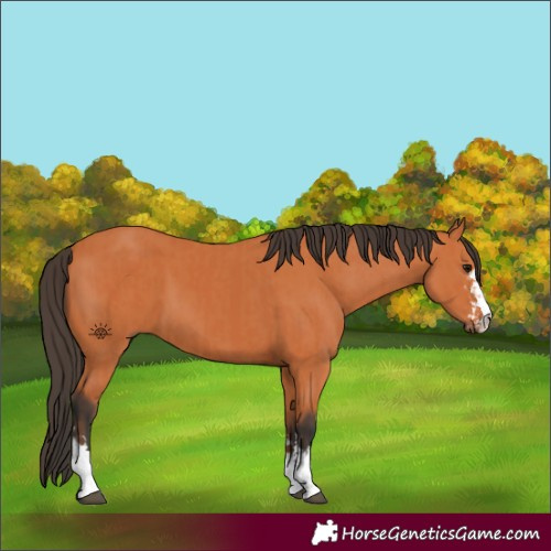 Horse Color:Bay  and Bay 