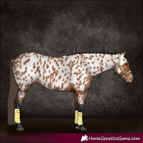 Horse Color:Bay Appaloosa 