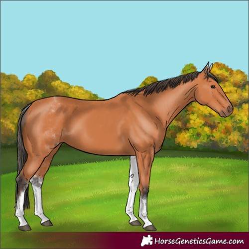 Horse Color:White Spotted Bay 