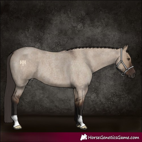 Horse Color:Liver Red Dun Roan 