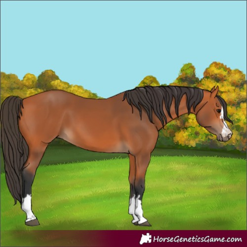 Horse Color:Unknown 