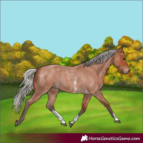 Horse Color:Silver Bay Roan Sabino Rabicano 