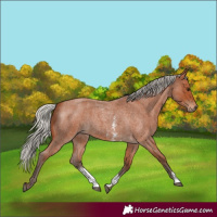 Horse Color:Silver Bay Roan Sabino Rabicano