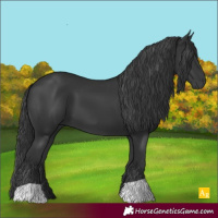 Horse Color:Black 