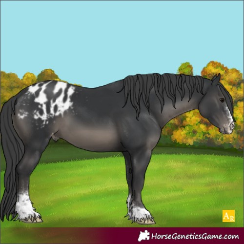 Horse Color:Black Sabino Blanket