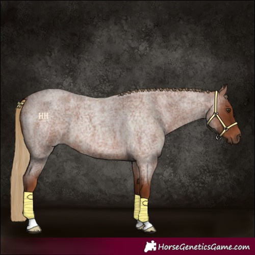 Horse Color:Red Roan