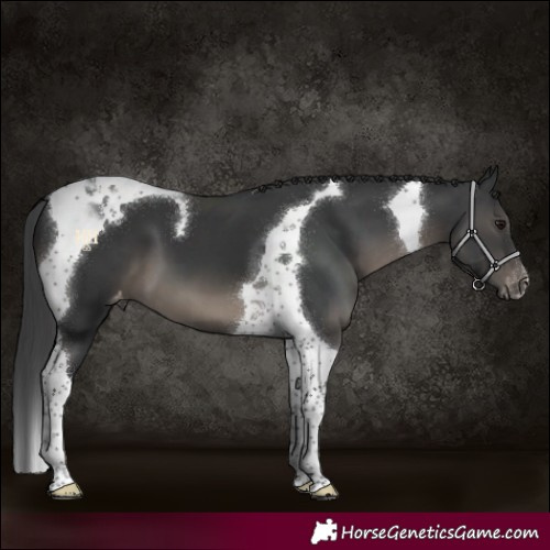 Horse Color:Black Tobiano Appaloosa